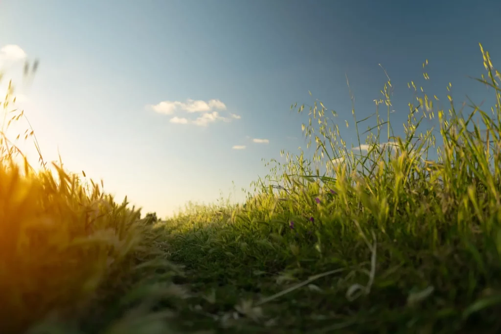 image of a field