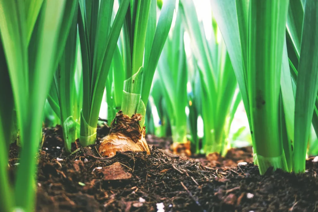 image of shoots from plants