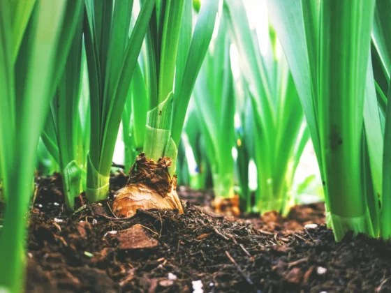 image of shoots from plants