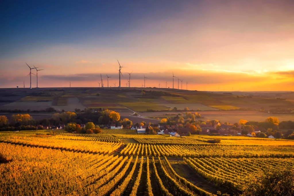 image of a wheat farm at sunset