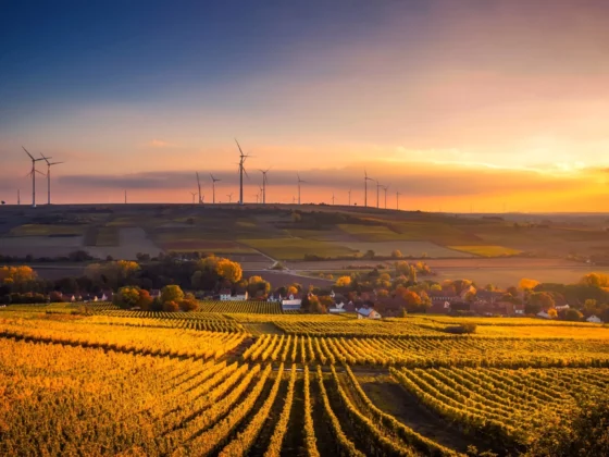 image of a wheat farm at sunset