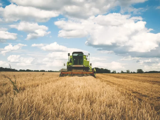 combine harvester in a wheat field