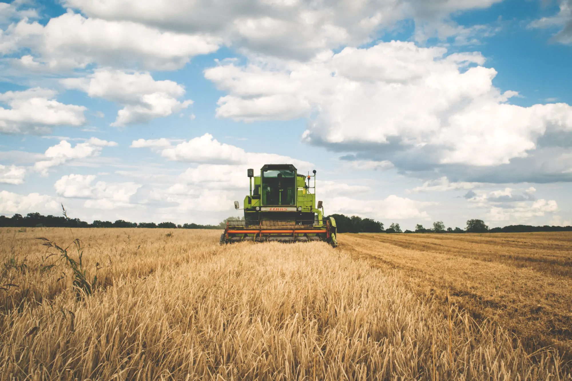 combine harvester in a wheat field