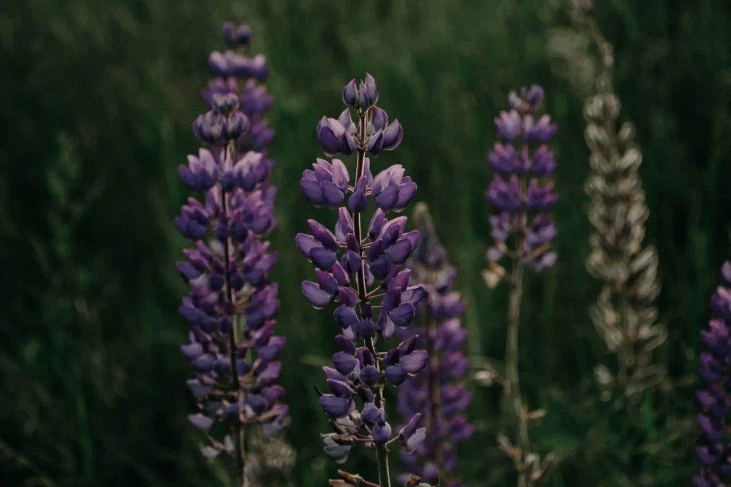 close up image of plants