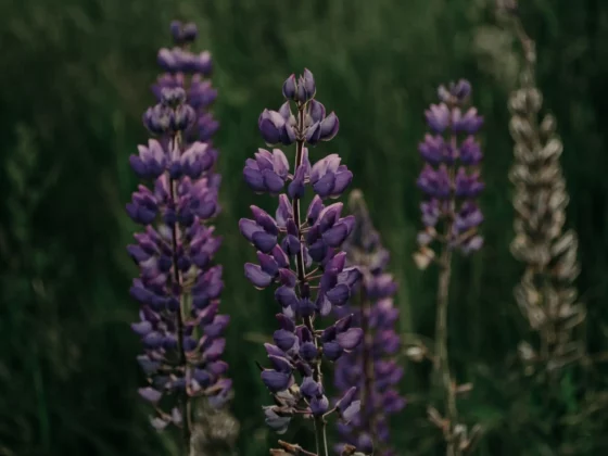 close up image of plants