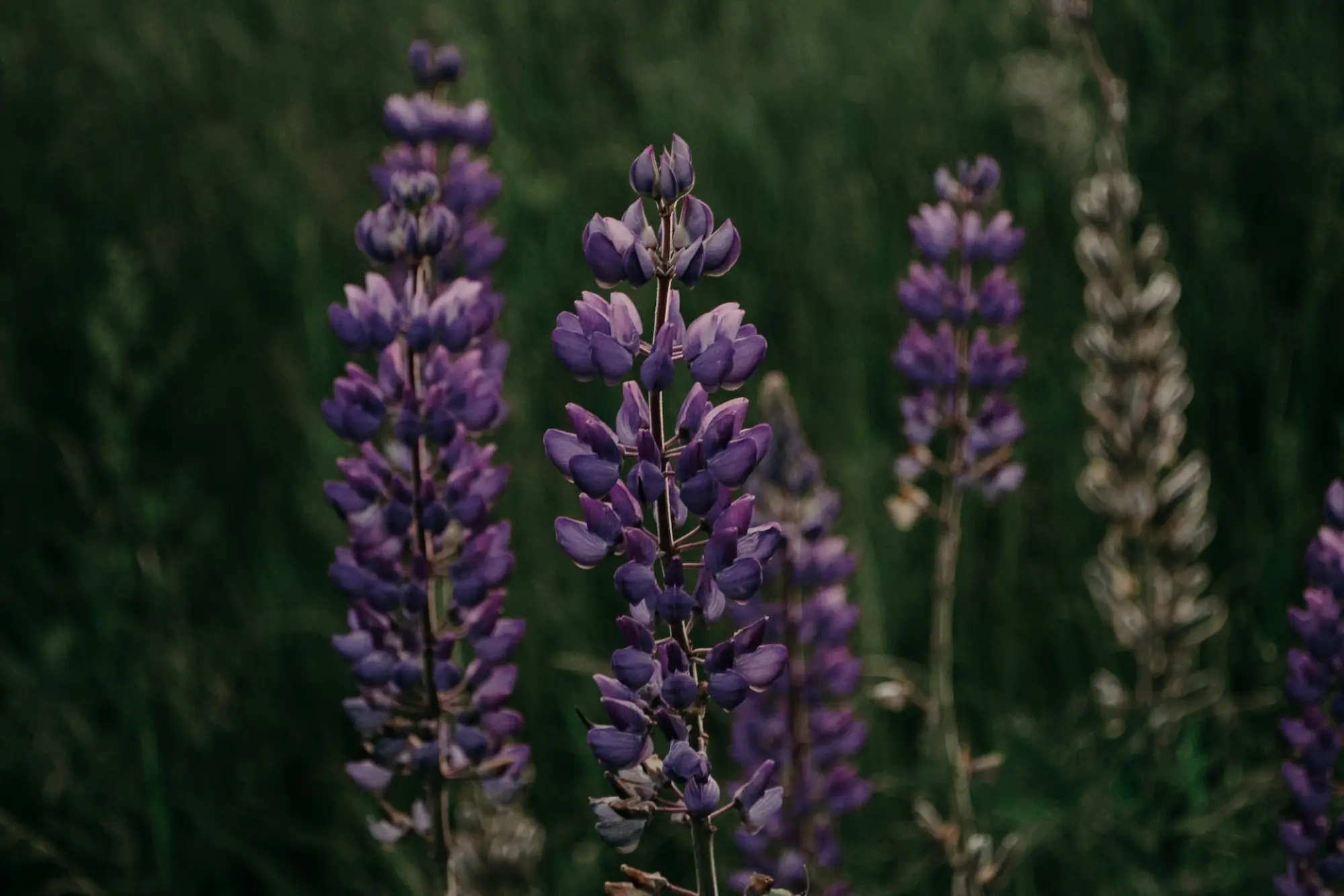 close up image of plants