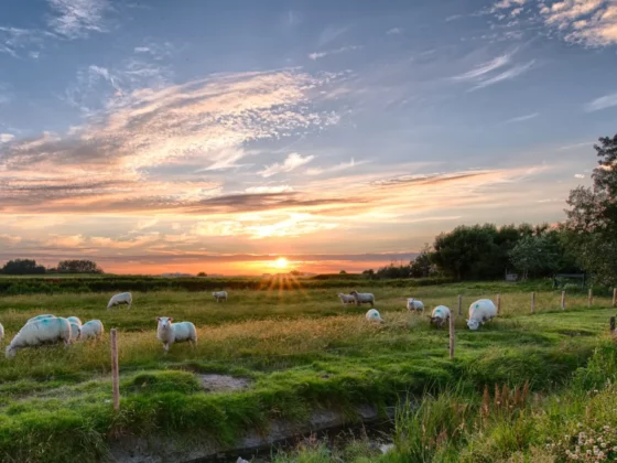 field of sheep in a field