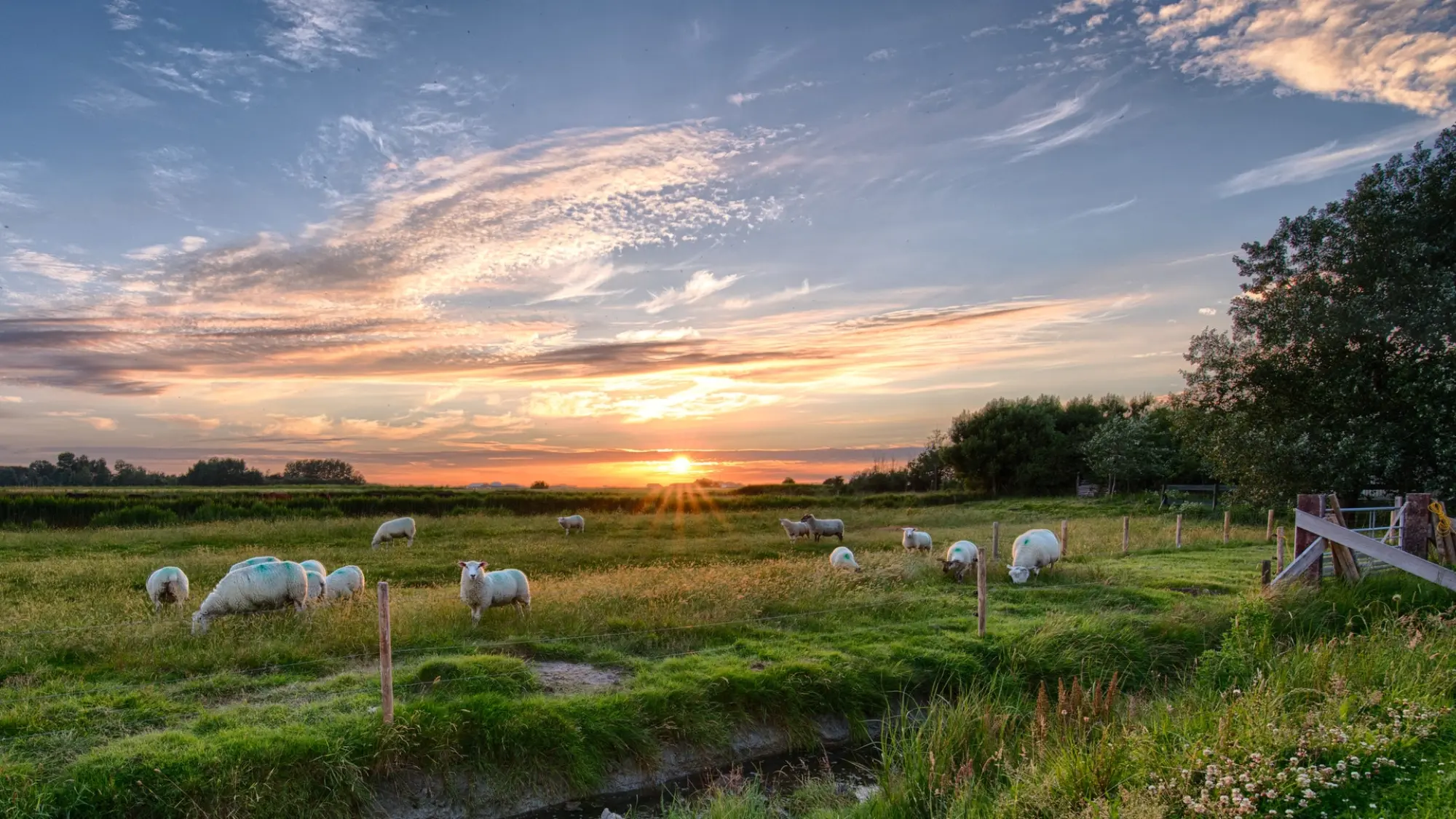 field of sheep in a field