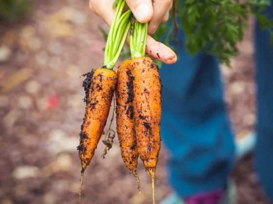 close up of fresh carrots