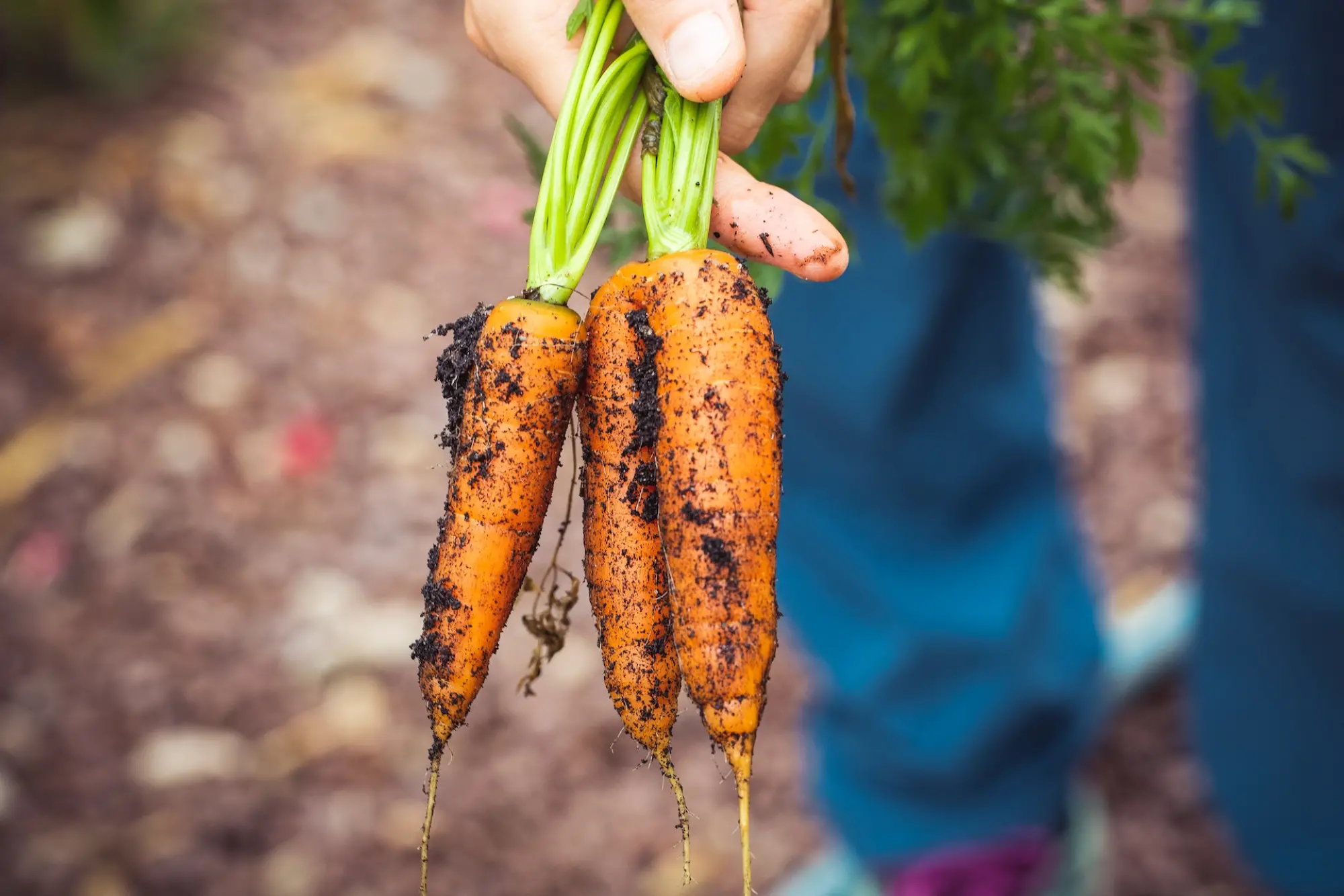 close up of fresh carrots