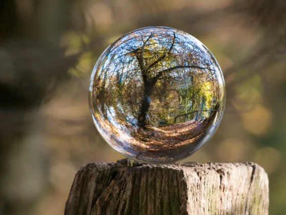 marble on a tree trunk